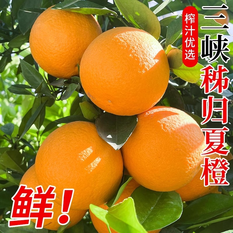秭归夏橙当季新鲜时令水果湖北三峡手剥酸甜橙子整箱脐橙榨汁专用