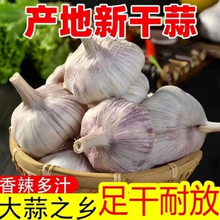 金乡新干大蒜蒜头当季干蒜子多瓣紫白皮可做种农家自种现货优质