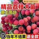 荔枝树苗无核桂味果树盆栽妃子笑嫁接水果树苗糯米糍果苗当年结果