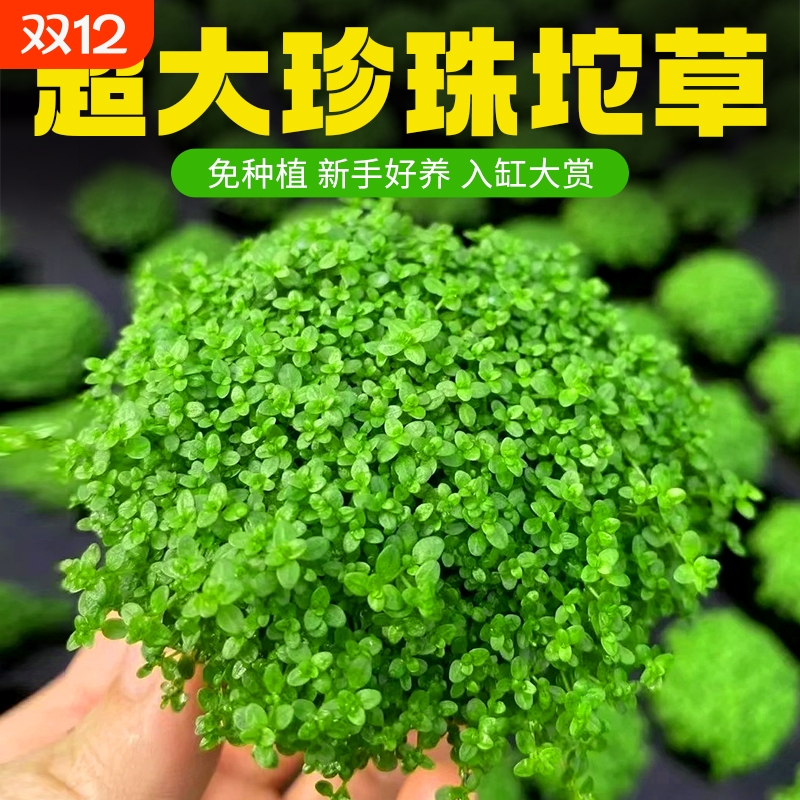 日本高珍珠大坨草爬地矮珍珠坨