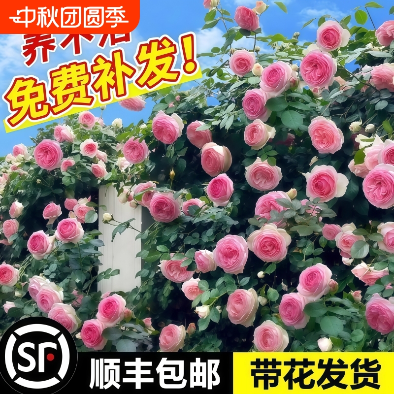 藤本月季多花蔷薇四季开花