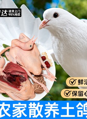 鸽子新鲜现杀农家散养土鸽子鲜活鸽子肉炖煲汤滋补乳鸽生鲜批发