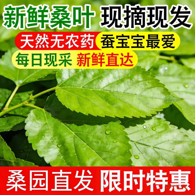 现摘新鲜桑叶桑蚕叶嫩桑树叶蚕宝宝蚁蚕大蚕小蚕春蚕养蚕喂蚕饲料