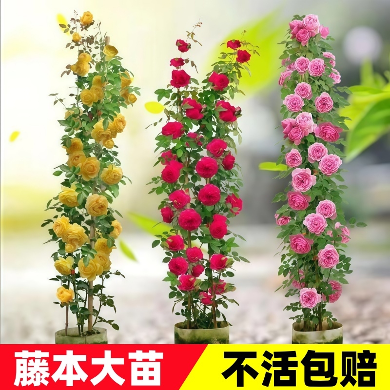 1米6大苗蔷薇花苗藤本月季花老桩爬藤植物花卉玫瑰盆栽庭院阳台