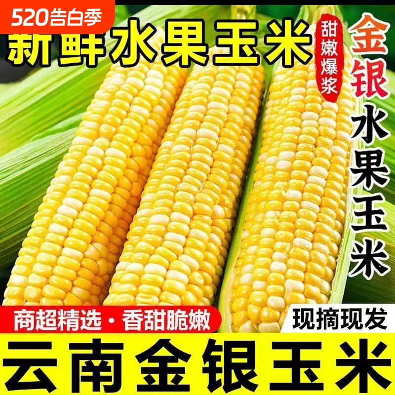 正宗云南现摘金银玉米5-9斤粘新鲜蔬菜甜苞谷当季生鲜爆浆普通