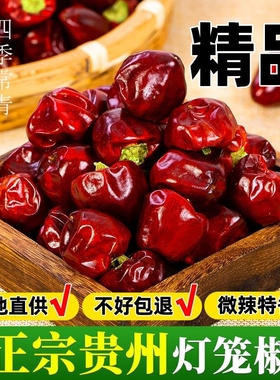 灯笼椒贵州干辣椒子弹头辣椒面微辣特香干红辣椒海椒香辣散装商用