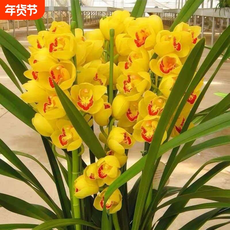 【大花惠兰】经典粉色大花蕙兰南方北方耐寒室内装饰盆栽花卉,鲜花速递/花卉仿真/绿植园艺,国兰/杂交兰/洋兰类,淘宝优惠券,粉丝福利购,淘宝优惠卷