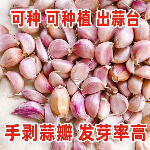 2026年农家新蒜蒜瓣手剥大蒜瓣紫皮蒜种子出蒜苔蒜苗可吃可种新鲜