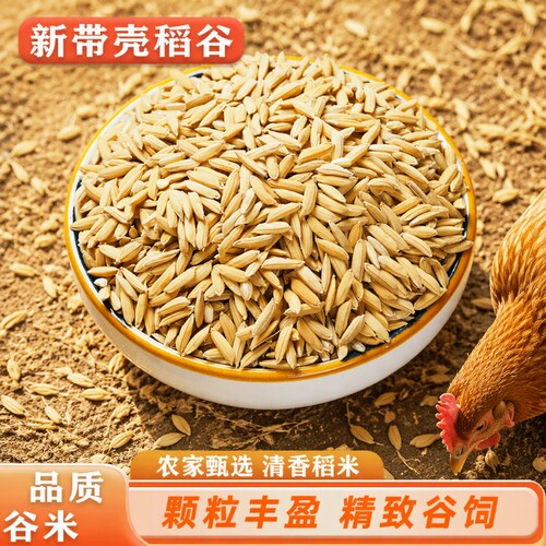 2025年稻谷带壳喂鸡鸭鸽粮饲料批发谷子水稻子喂鸡鸭鹅鸟杂粮粮食