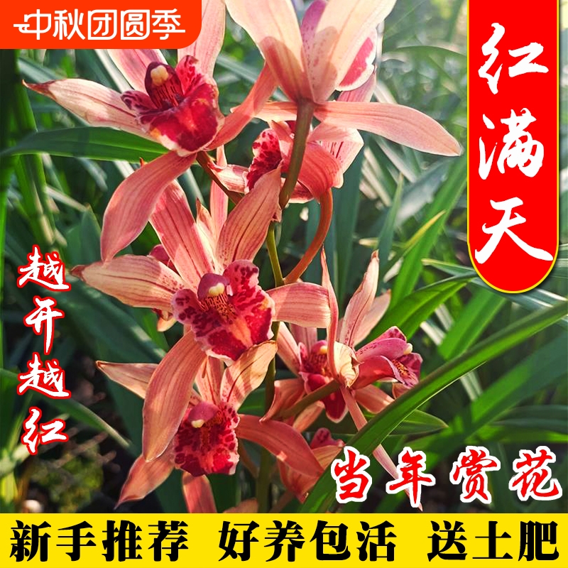 名贵四季兰花苗红满天冬带花苞好养大花浓香室内耐阴绿植盆栽花卉