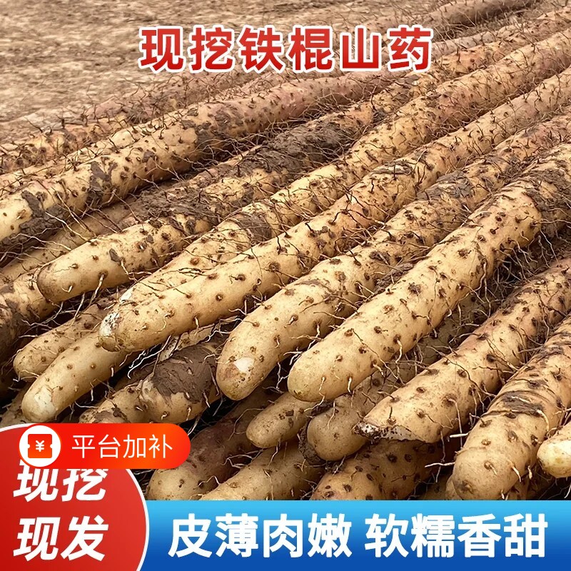 正宗河南焦作温县铁棍山药5斤怀山药现挖新鲜垆土铁柜山药淮山药