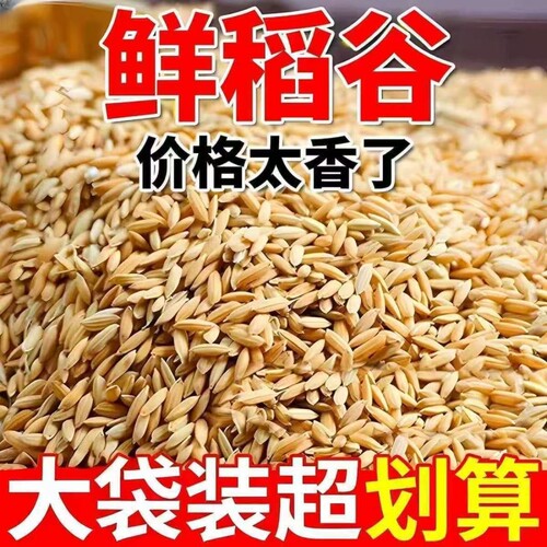 农家水稻谷子带壳大米新稻谷喂鸡鸭鹅仓鼠鸽鸟宠物饲料酿酒杂粮食