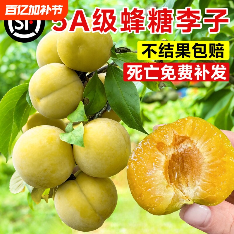 特大号李子果树苗正宗嫁接蜂糖三华庭院四季种植老桩大树食用结果