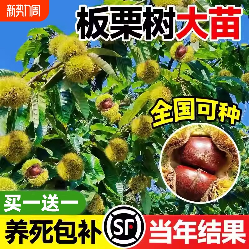 板栗树苗树嫁接大红袍地栽特大树苗果树果苗栗子南北方种植年结果