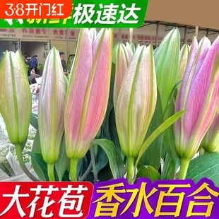香水百合多头鲜花云南斗南基地现采直发客厅花瓶插花新年氛围装饰