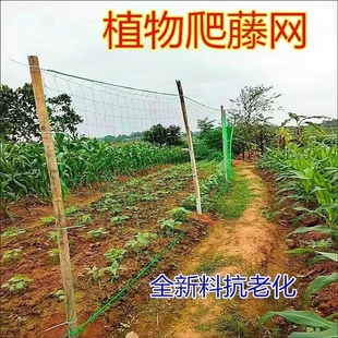 植物爬藤网攀援网园艺搭架网瓜果丝瓜苦瓜月季藤蔓花卉攀爬种植网
