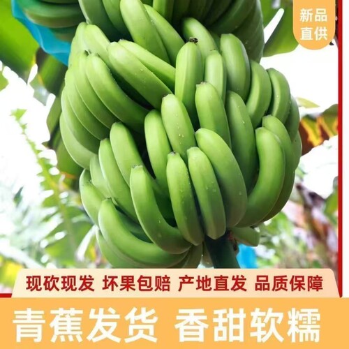高山香蕉云南正宗当季新鲜水果