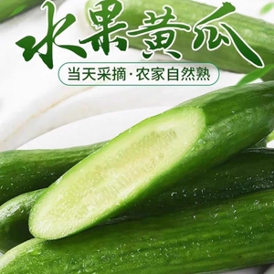 新鲜现摘水果小黄瓜嫩青瓜生吃蘸酱脆甜无刺小青瓜香脆新鲜采摘