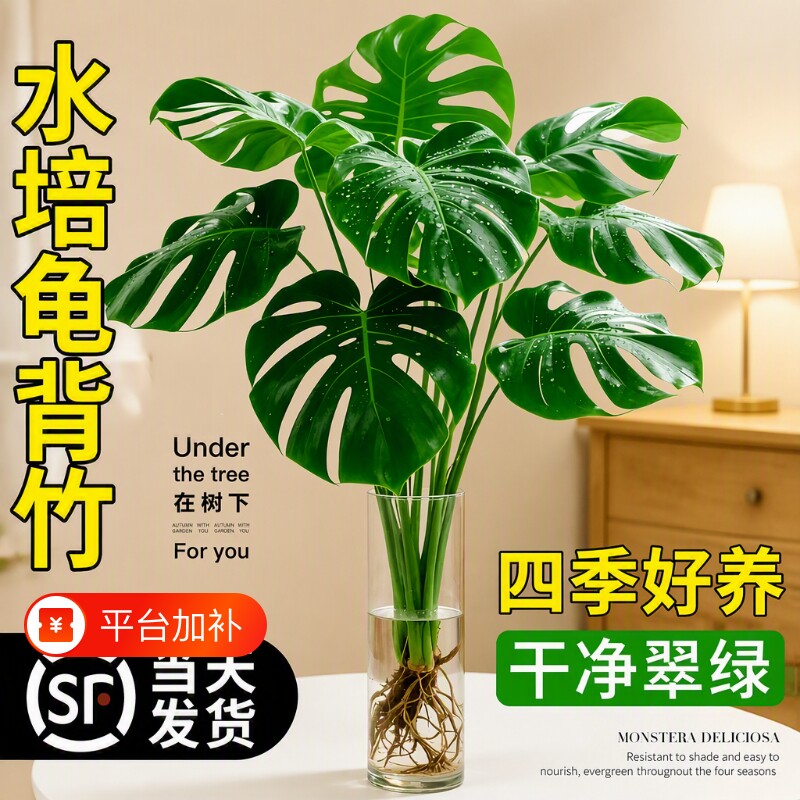 老桩大叶水培龟背竹盆栽网红除甲醛室内好养客厅绿植净化空气氛围