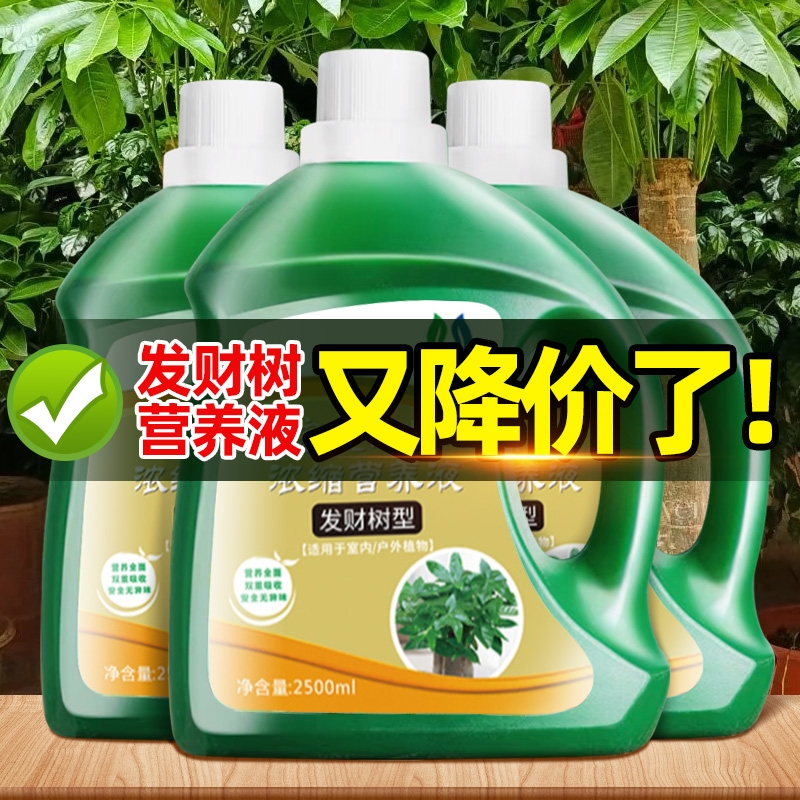 发财树专用营养液黄叶枯叶救星