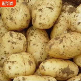正宗黄皮土豆农家自种现挖新鲜马铃薯当季 蔬菜批发洋芋炸薯条片