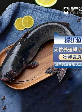 无抗养殖清江鱼斑点叉尾鮰活鱼直捕三去冷鲜发货烤鱼火锅鲜活公社