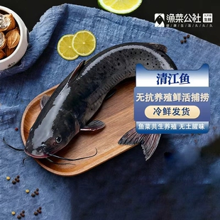 无抗养殖清江鱼斑点叉尾鮰活鱼直捕三去冷鲜发货烤鱼火锅鲜活公社