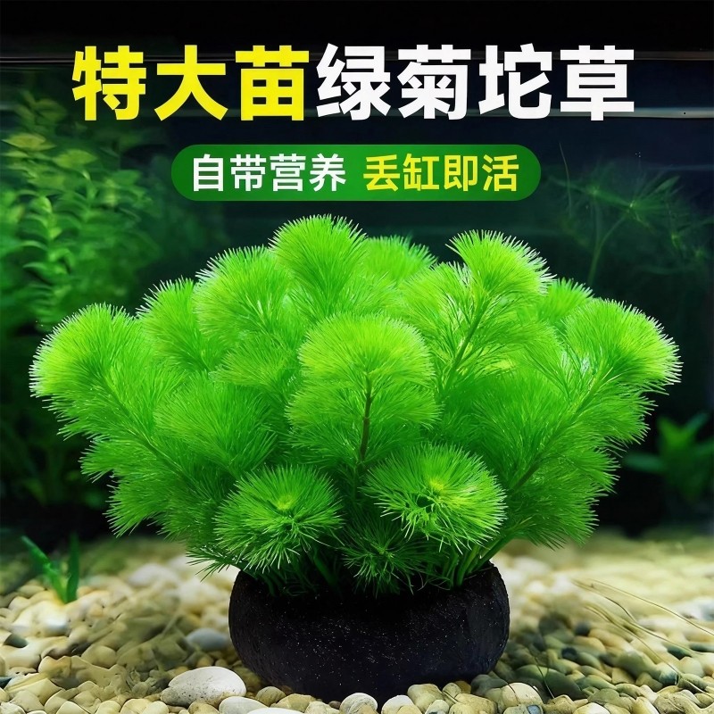 绿菊坨草水草植物鱼缸造景装饰阴性蜈蚣草增氧绿植沉底小水草生态