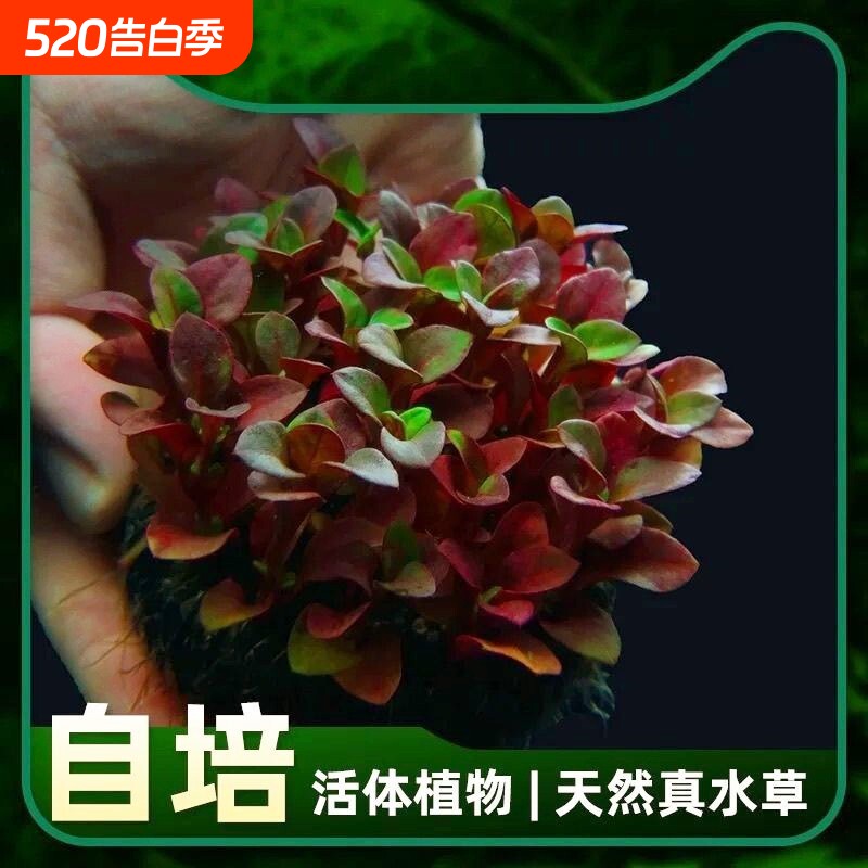 红波坨草大坨 场直发 懒人水培 阴性好活 鱼缸草缸造景装饰水草