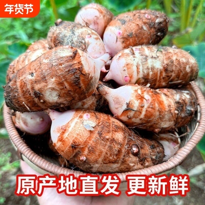 现挖红芽芋头新鲜农家软糯小芋头