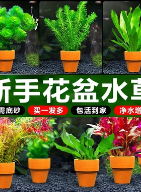 鱼缸水草小花盆定植造景专用绿菊水培真草装饰水草植物套餐水质