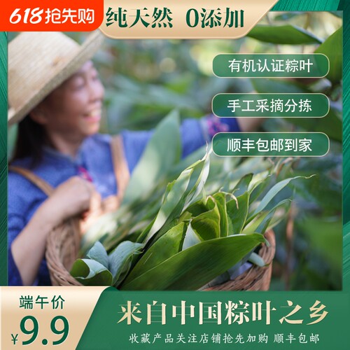 天然有机烘干粽子叶无添加端午天然粽叶新鲜大粽叶装箬竹叶现摘
