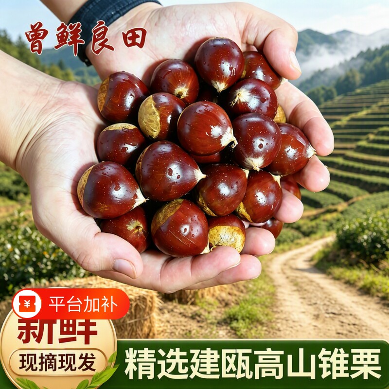 2026年板栗生新鲜现摘现发正宗福建建瓯高山锥栗精选大果新货农家