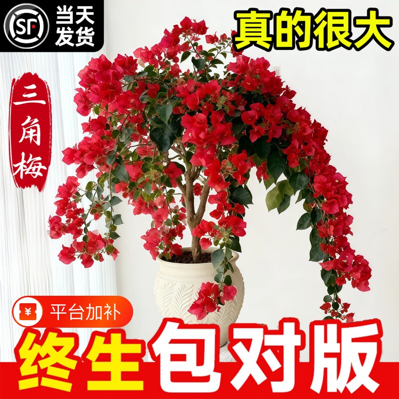 三角梅盆栽重瓣爬藤树苗带花漳红樱老桩四季花卉同安红开花原生
