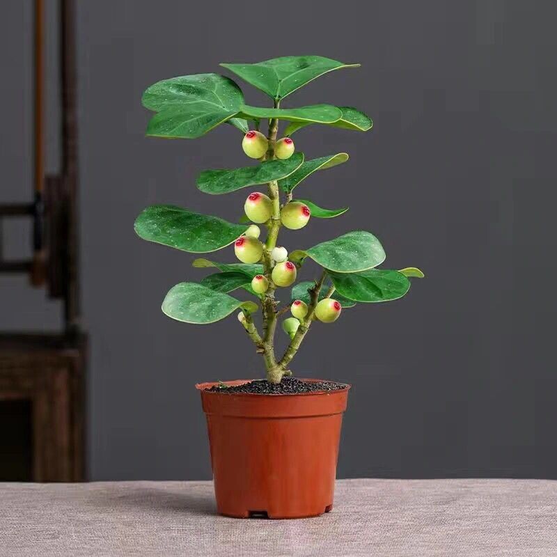 小盼菩提树盆栽植物室内花卉禅意摆件新中式办公室内桌面绿植盆景