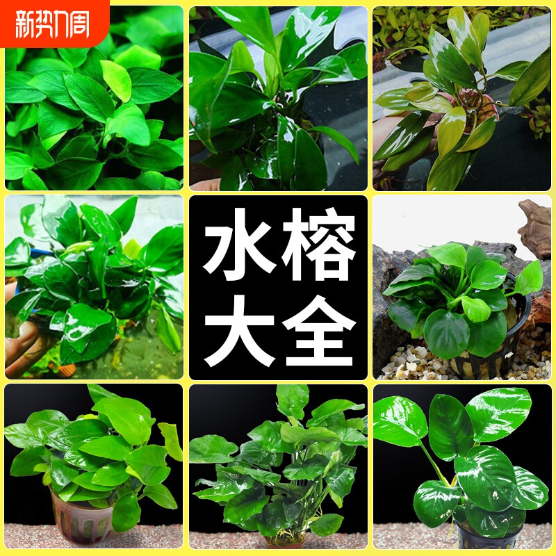水榕水草沉木植物真草造景阴性养鱼淡水鱼缸绿植新手细叶铁皇冠草