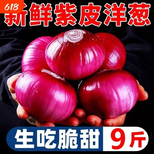 云南农家紫皮新鲜洋葱现挖产地生吃蔬菜红皮水果葱头9斤脆甜生鲜