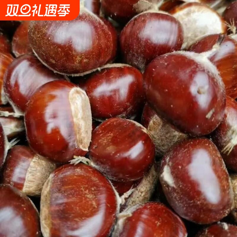 新货2025正宗迁西生栗子新鲜野生河北燕山大3113板栗油栗小毛