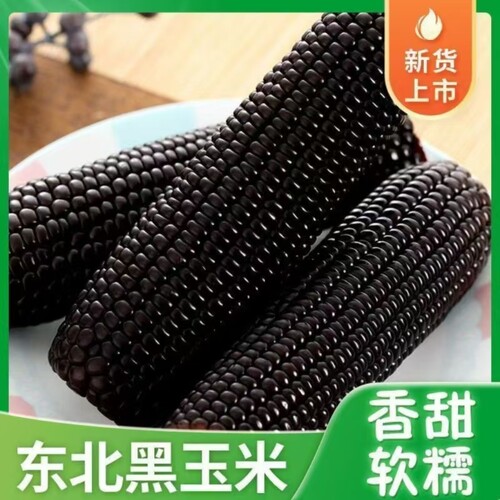 东北新鲜黑糯玉米整箱10根