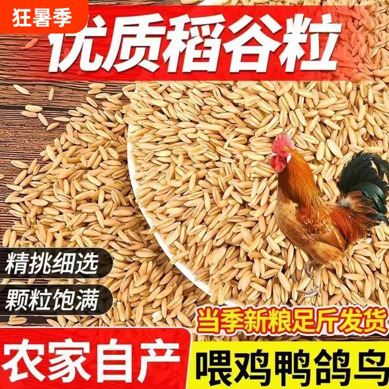 带壳稻谷饲料50斤喂鸡鸭鹅鸽子鸟食圈养禽类新原粮水稻稻子20斤 - 实物图