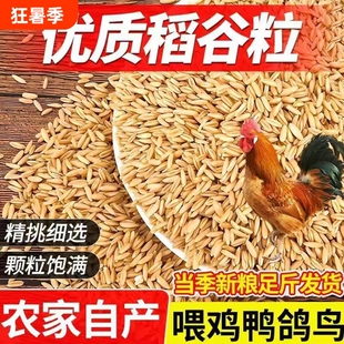带壳稻谷饲料50斤喂鸡鸭鹅鸽子鸟食圈养禽类新原粮水稻稻子20斤