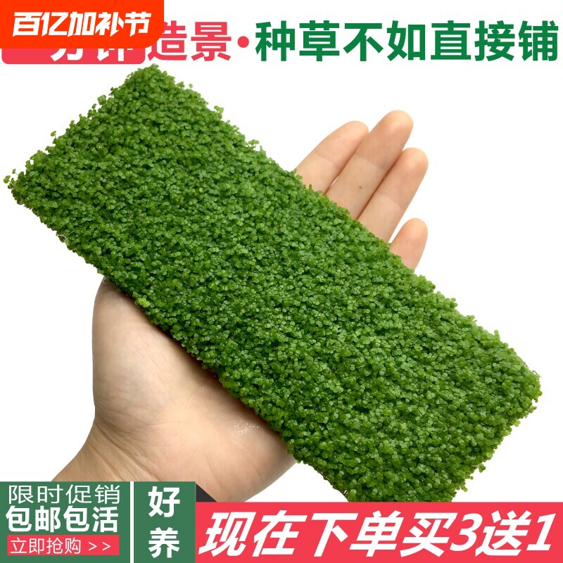 迷你草坪网片鱼缸造景前景草活体植物水族箱装饰矮珍珠爬地无菌
