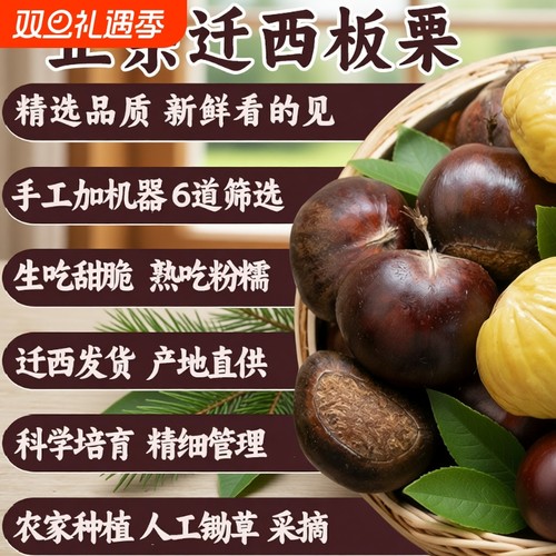 栗仟帆迁西生鲜板栗燕山河北油栗