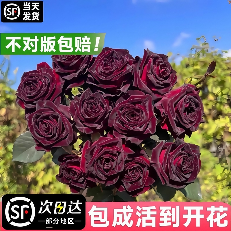 玫瑰花苗带花苞大花流黑巴克紫果汁阳台月季大苗盆栽花卉植物鲜花
