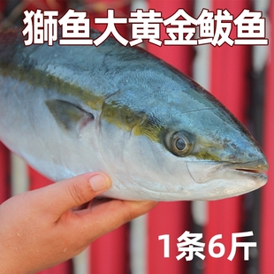 8斤整條馬鮫魚冰鮮海魚餡特產(chǎn)禮盒裝 特大黃金大鲅魚新鮮冷凍5