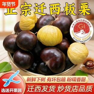 迁西新鲜板栗生鲜板栗大油栗子河北省唐山燕山板栗小毛栗子包邮