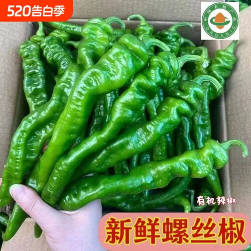 新鲜薄皮螺丝椒青椒香辣薄皮辣椒菜新鲜蔬菜现摘香辣辣椒有机认证