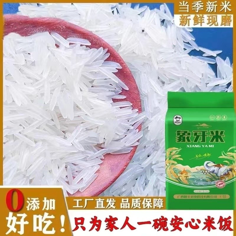 象牙香米2025年新米猫牙米丝苗长粒香米10斤大米籼米新鲜年货米