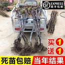 巨峰葡萄苖阳光玫瑰葡萄树苗南方北方种植盆栽庭院爬藤果苗耐寒