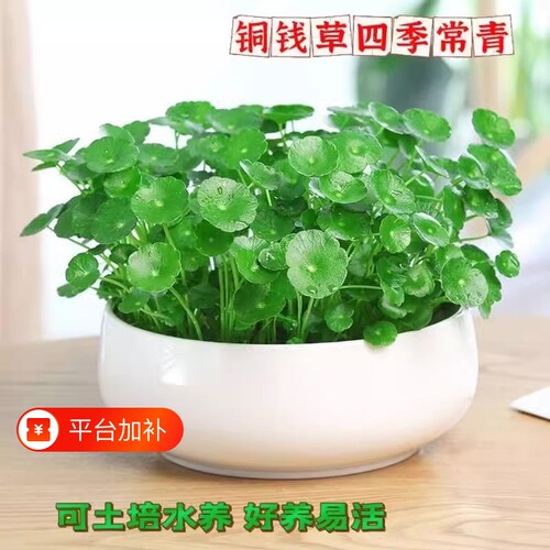 铜钱草水培金特大叶号苗四季水草土水下鱼缸专用正宗老桩盆栽绿植